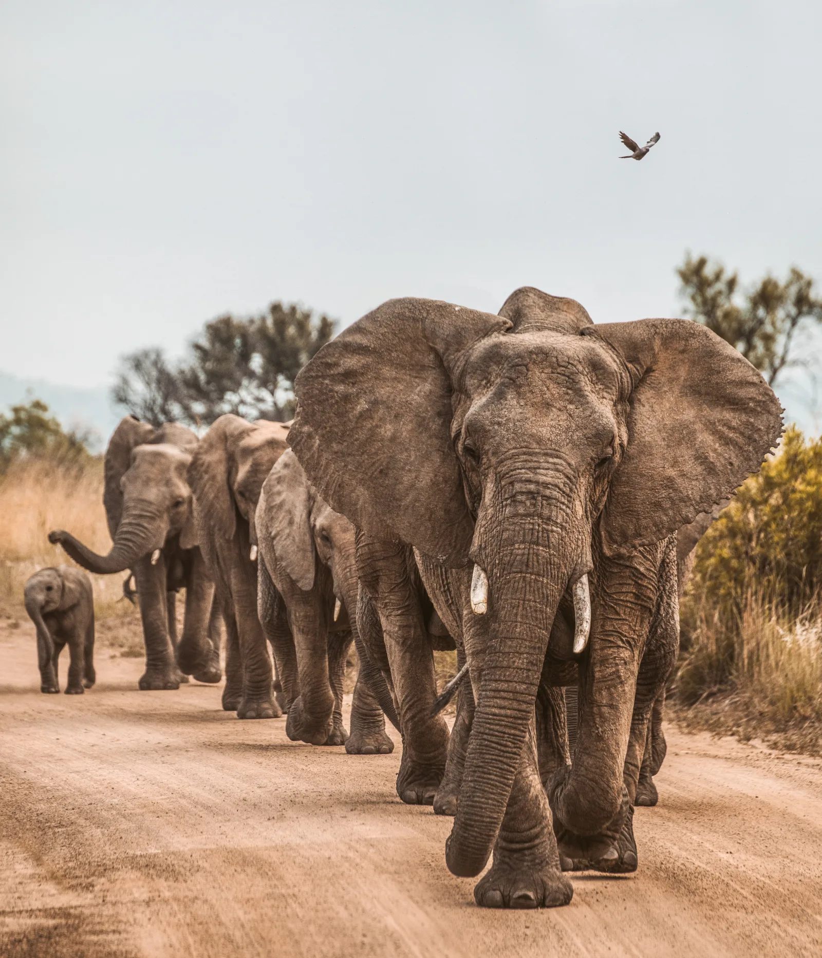 12-Day Discovering Tanzania and Zanzibar Safari - Tanzania safari gallery image