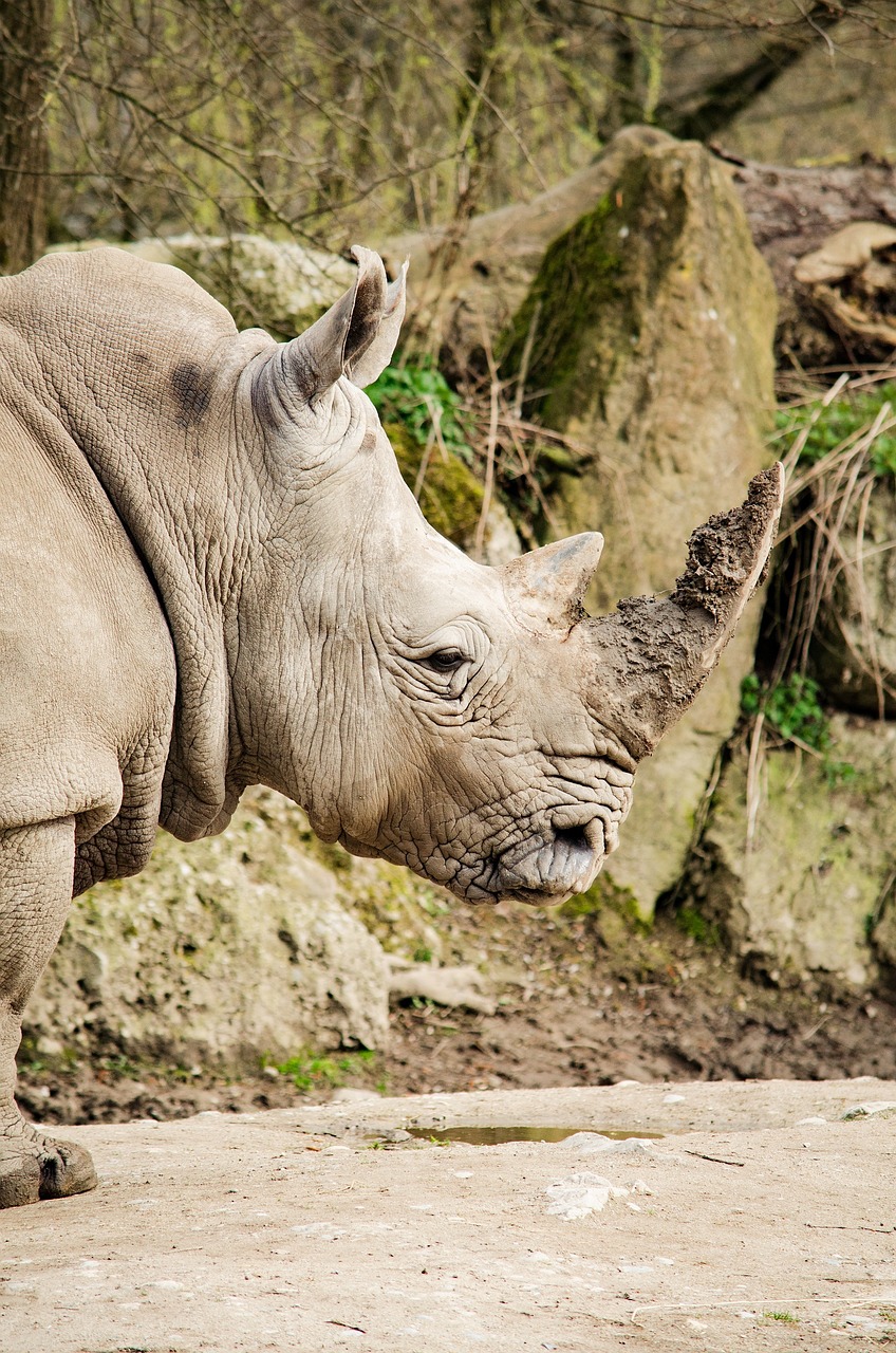 3-Day Mt Kilimanjaro Hike Tarangire & Ngorongoro Crater - Tanzania safari gallery image