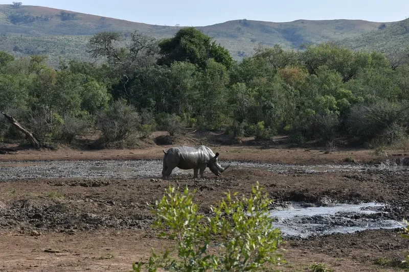 The best 4-Day Fly in Serengeti from Zanzibar - 2 Nts Four Season - Tanzania safari gallery image