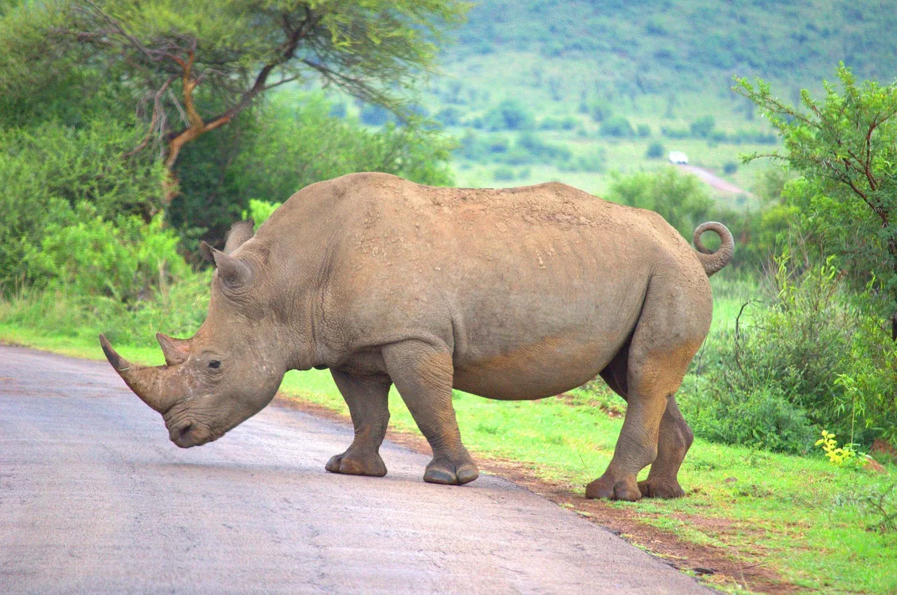 1-Day Mkomazi National Park | Home of Black Rhinos - Tanzania safari hero photo