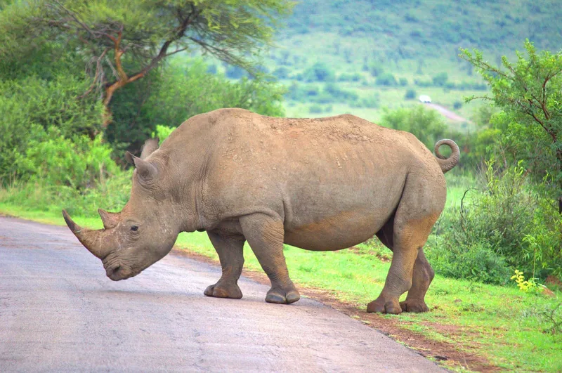 3-Day Best to Mkomanzi Tarangire and Ngorongoro Crater - Tanzania safari
