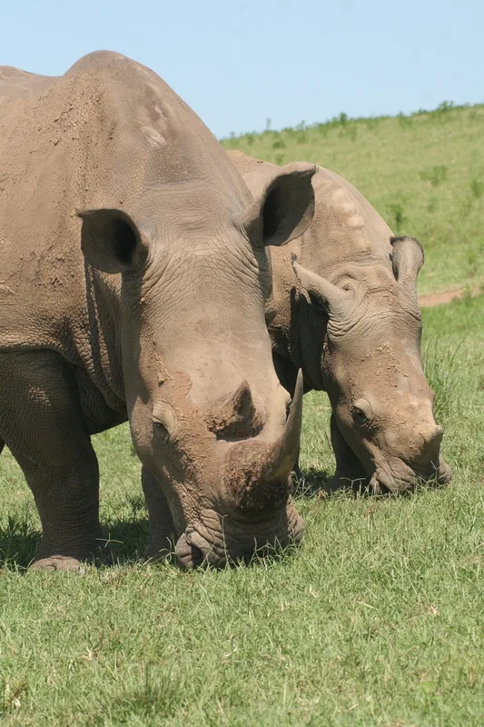Experience 6-Days Wakanda Luxury Safari - Tanzania safari gallery image
