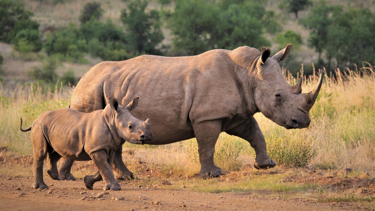 2-Day Tarangire & Ngorongoro Crater Mid-Range Safari - Tanzania safari