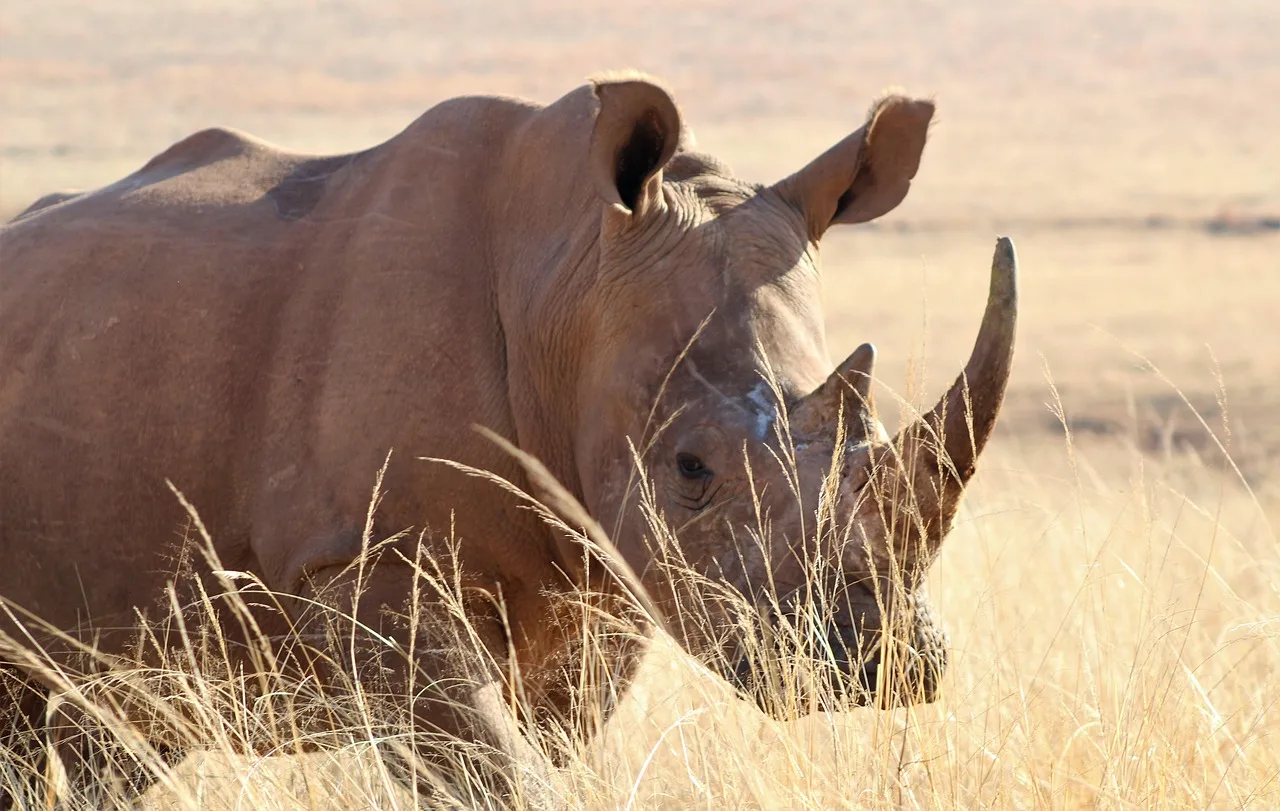 4-Day The Greater Kruger Tshukudu Safari gallery image