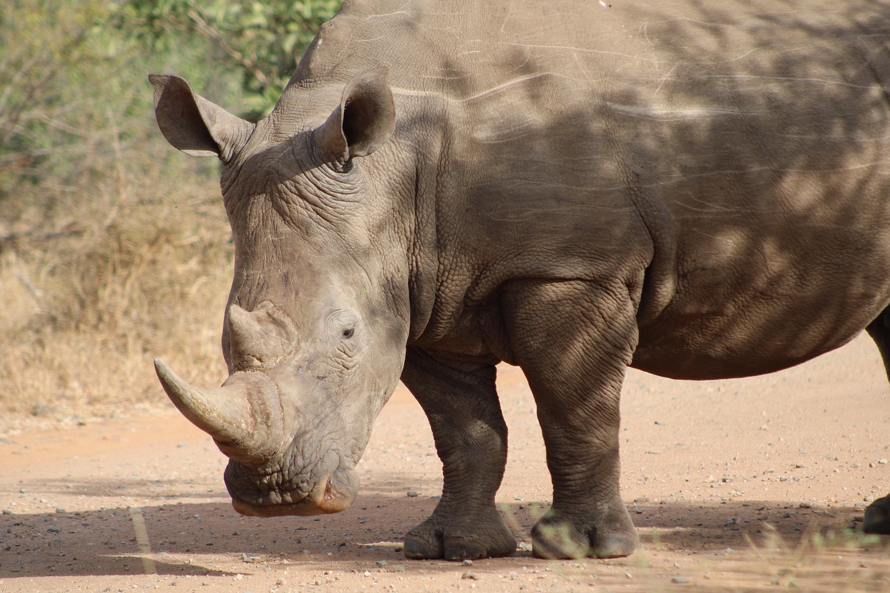 3-Day Best to Mkomanzi Tarangire and Ngorongoro Crater - Tanzania safari