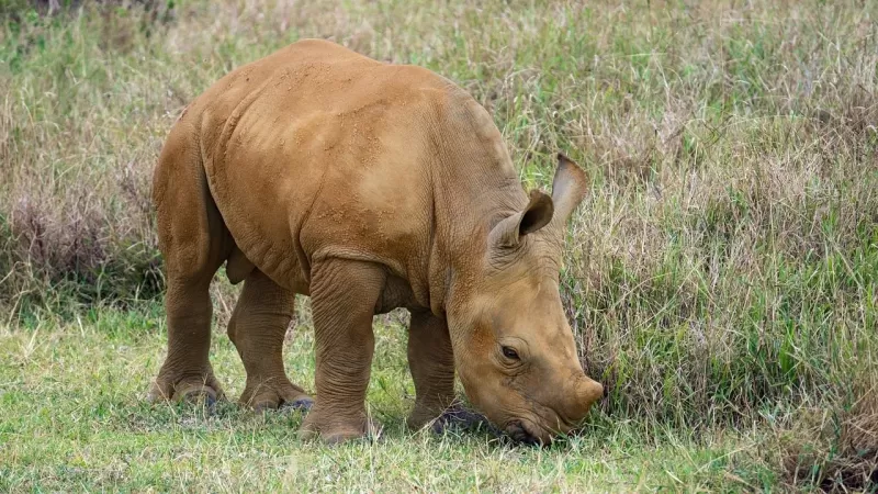 5-Day Visit Zimbabwe, Zambia, Botswana & Namibia Island gallery image