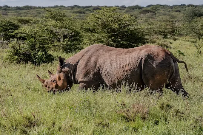 2-Day Affordable Mkomazi & Northern Circuit Group Safari Adventure – Tanzania