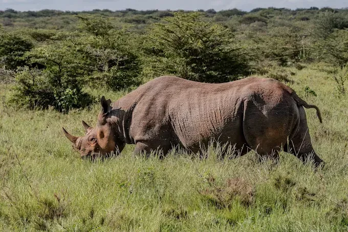 2-Day Affordable Mkomazi & Northern Circuit Group Safari Adventure  -  Tanzania