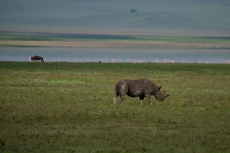 2-Day Fly in Shared Midrange Lodge Tarangire&Ngorongoro