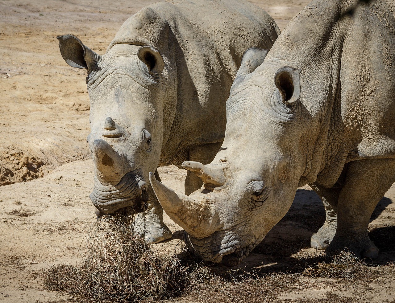 3-Day Serengeti & Ngorongoro Fly in & Fly out Safari - Tanzania safari
