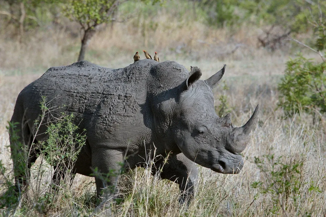 4-Day Masai Mara-Lake Nakuru Budget Kenya Safari Tour- Kenya safaris hero photo