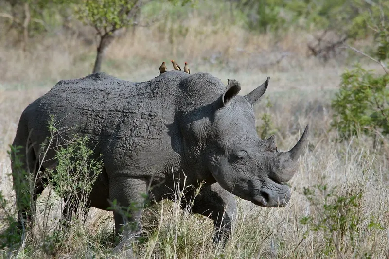 4-Day Masai Mara-Lake Nakuru Budget Kenya Safari Tour- Kenya safaris