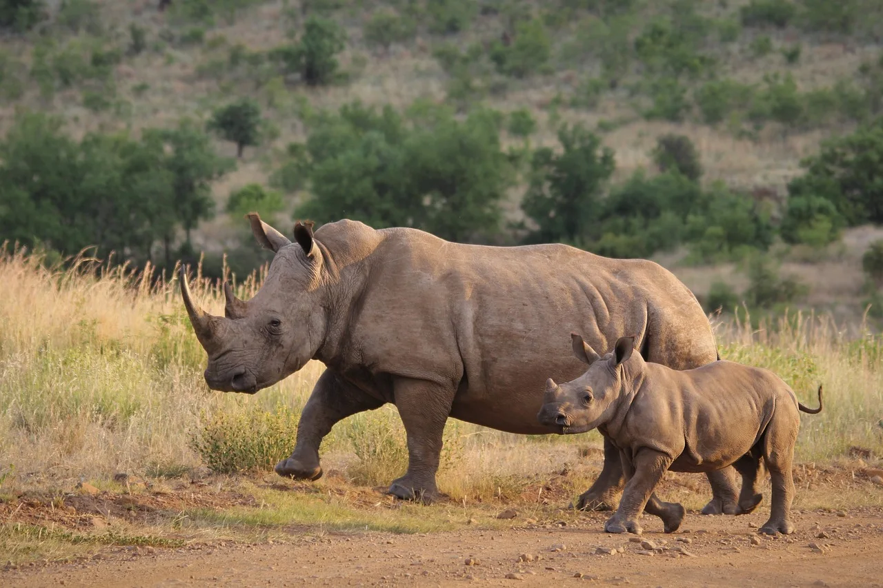 8-Day Taste of Zanzibar and Safari - Tanzania safari