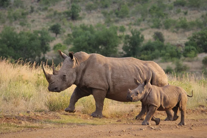 3-Day Mt Kilimanjaro Hike Tarangire & Ngorongoro Crater - Tanzania safari