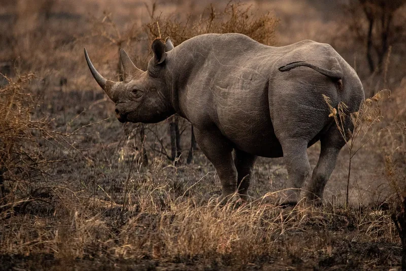 11-Day Tanzania Highlights & Big 5 Special - Tanzania safari