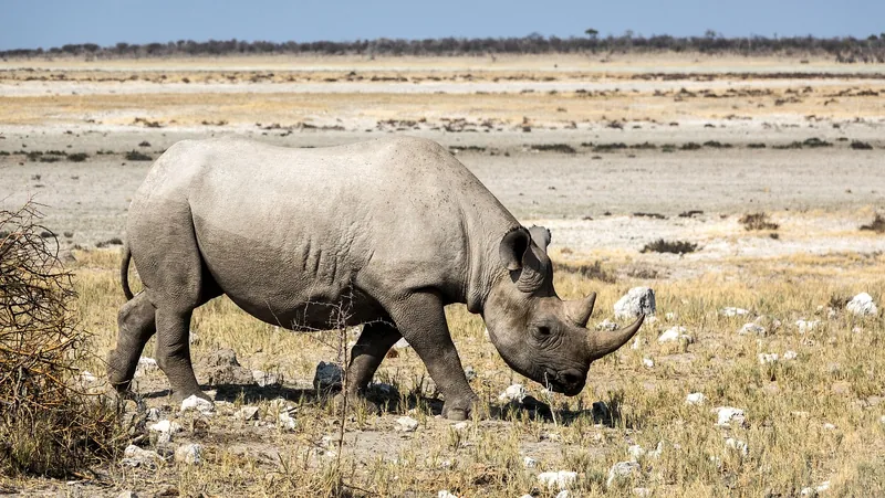 10 Days Okavango Delta, Chobe NP and Victoria Falls Safari gallery image