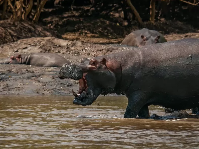 3 Days Classic Safari Saadani & Boat Safari