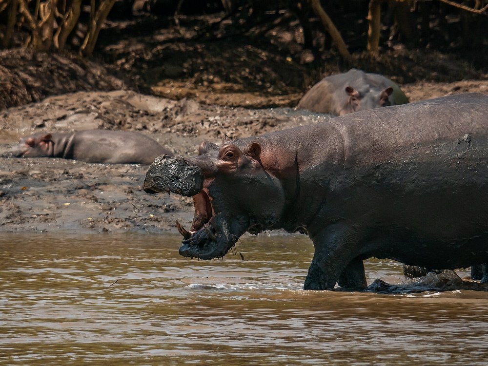 3 Days Experience Safari Saadani & Boat Safari