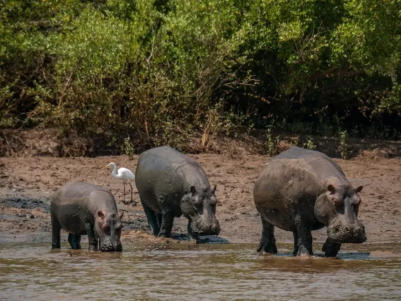 6 Days Untamed Trails Saadani to Nyerere Safari Escape gallery image