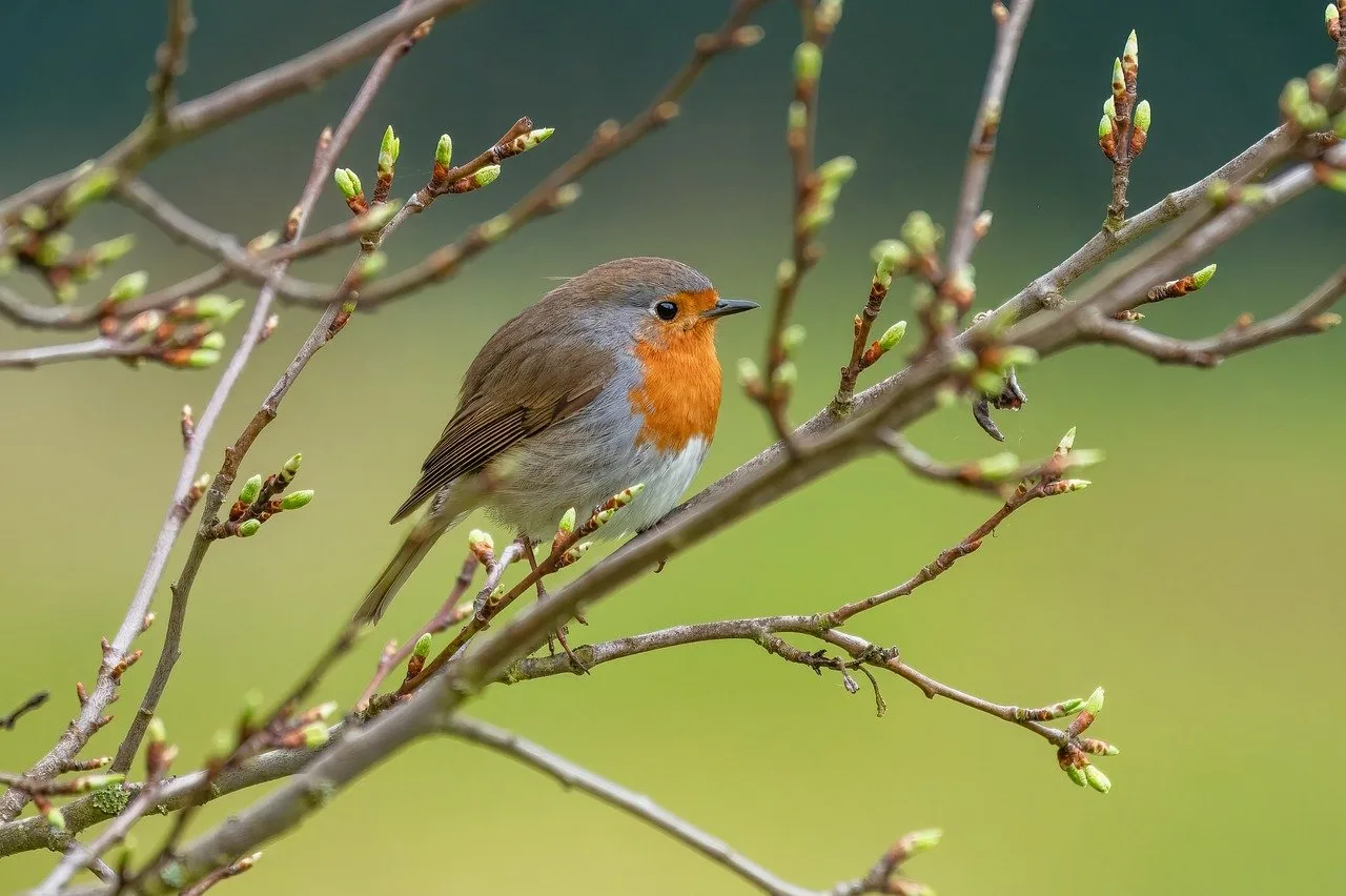 1-Day In Pursuit of Endemics - Birdingwatching Ethiopia gallery image