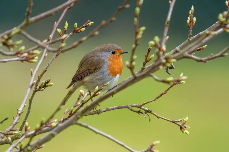 1-Day In Pursuit of Endemics - Birdingwatching Ethiopia gallery image