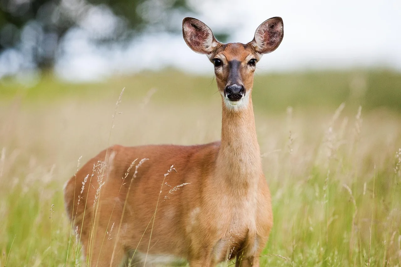 Ultimate the 5-Days Tailored Luxury Safari Across 4-Tanzanian Parks - Tanzania safari hero photo