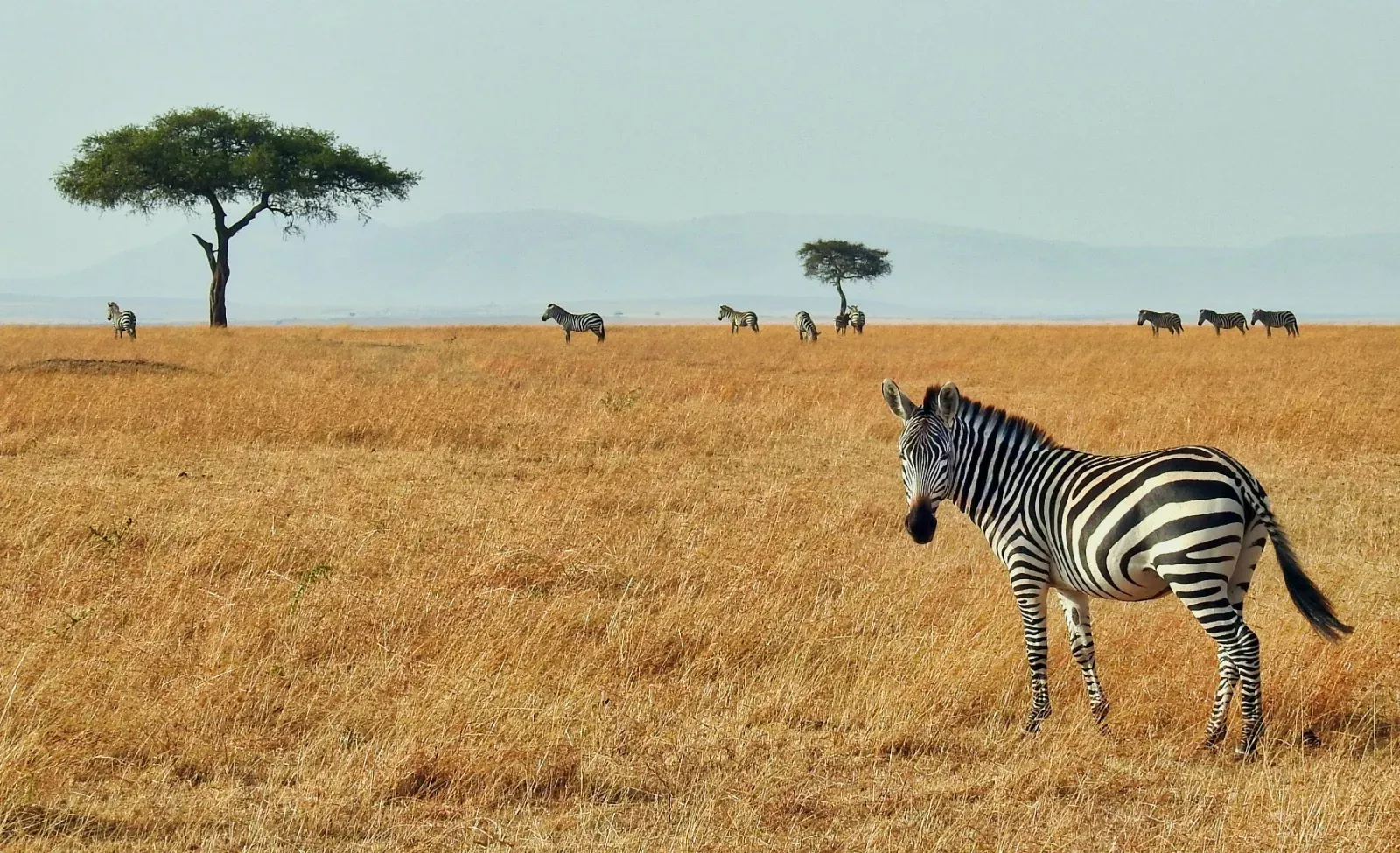 12-Day Discovering Tanzania and Zanzibar Safari - Tanzania safari hero photo