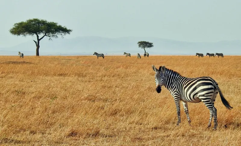 12-Day Discovering Tanzania and Zanzibar Safari - Tanzania safari