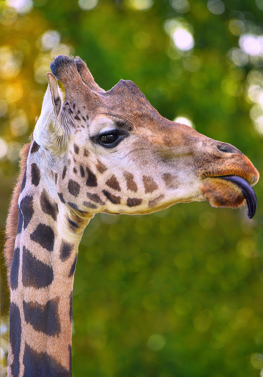1-Day Amboseli Park - Best Kilimanjaro View Safari - Kenya tours