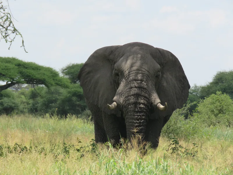 8-Day Kenya Adventure Safari - Kenya safaris