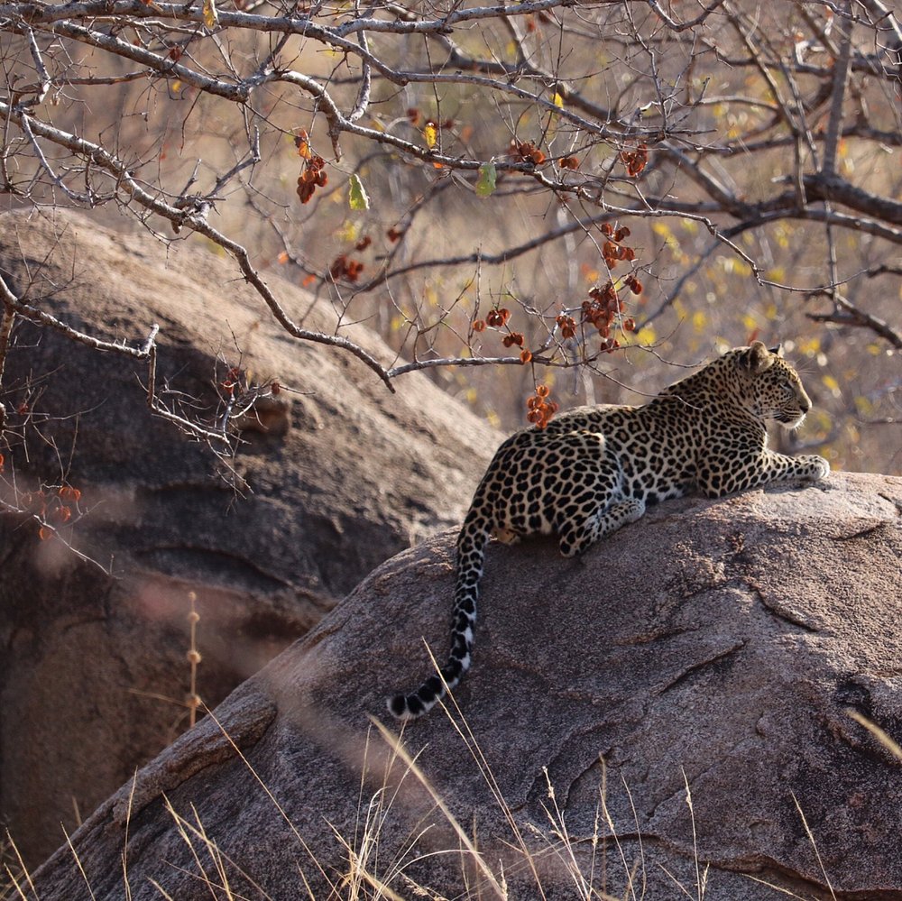2 Days Ruaha Magnificent Game Drive gallery image