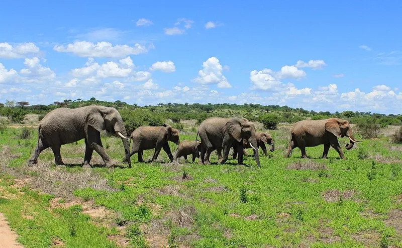 4 Days Ruaha National Park