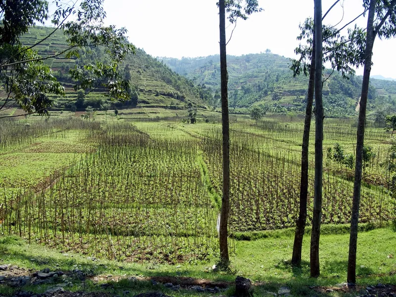 4-Day Mount Bisoke Hike and Bwindi Gorilla Trekking Tour - Rwanda gallery image