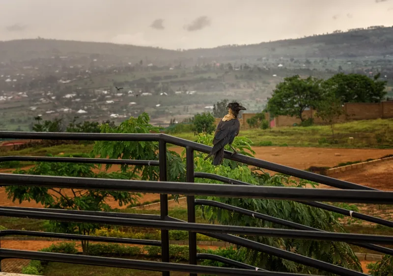 5-Day / 4 Nights Remarkable Rwanda Tour - Rwanda