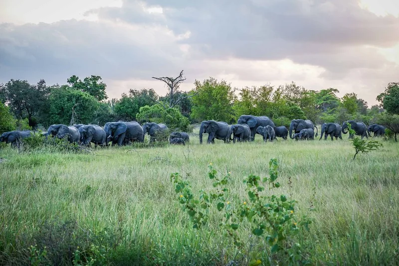 3 Days Experience Safari Saadani & Boat Safari