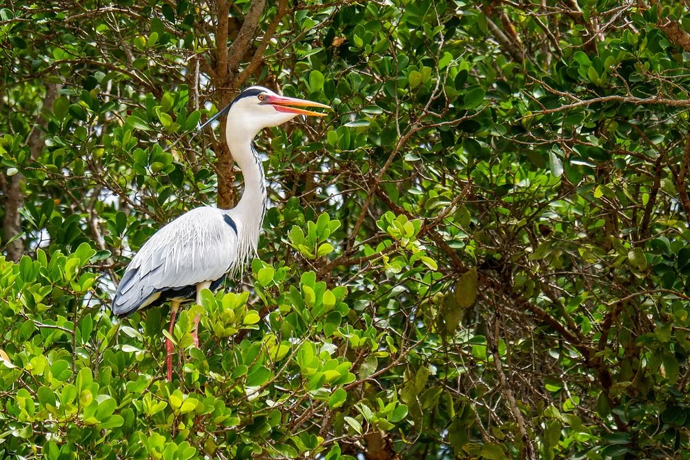 3 Days Experience Safari Saadani & Boat Safari gallery image