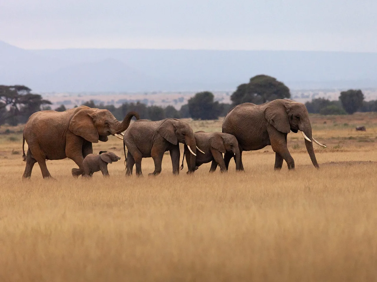 ½-Day Standard Sunset Cruise Victoria Falls, Zimbabwe gallery image
