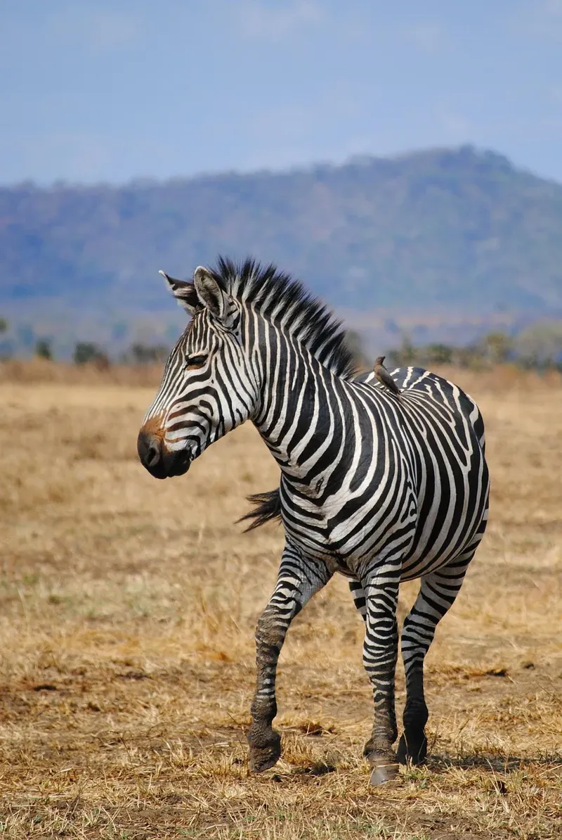 7-Day Adventure Wildlife Safari in Uganda-Uganda