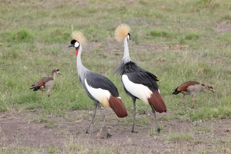 8-Day Private Mid-Range Serengeti Great Wildebeest Migration Safari Experience gallery image
