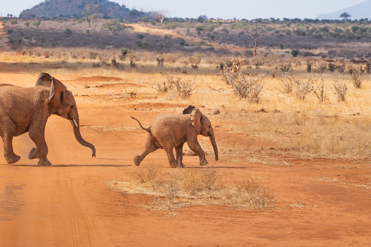 10-Day From Kenya to Tanzania - Mid-Range  - Tanzania safari gallery image