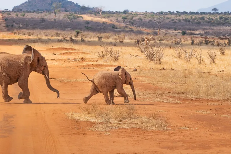 10-Day From Kenya to Tanzania - Mid-Range  - Tanzania safari gallery image