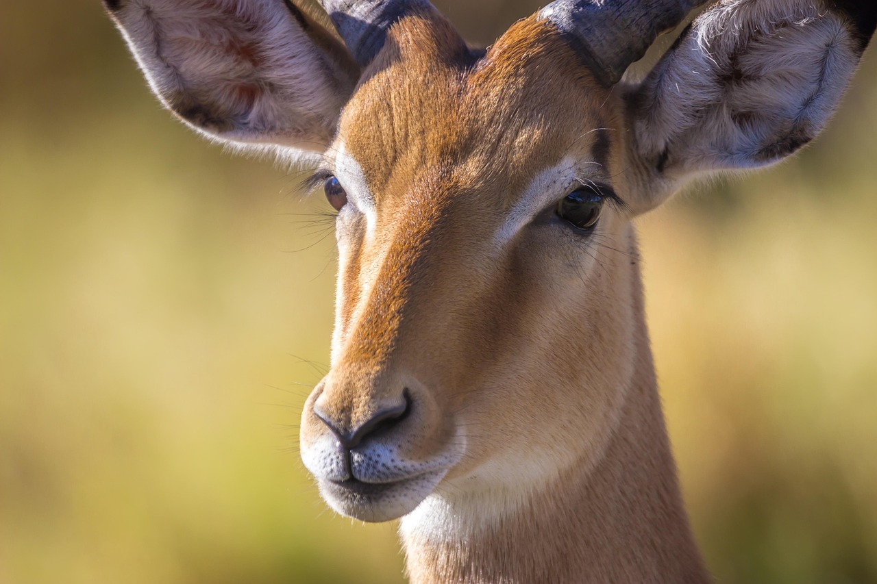 9 Days  Majestic Victoria Falls and Botswana Wildlife gallery image