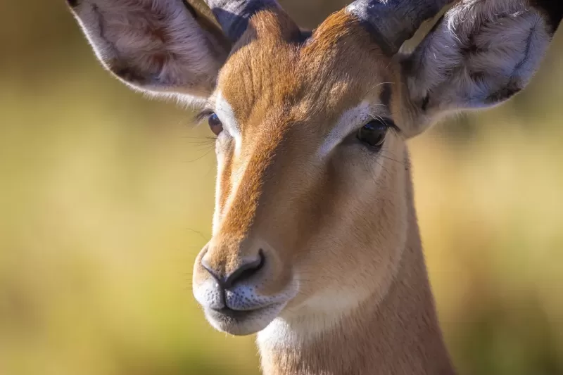 8 Days  Premium Budget Victoria Falls to Okavango Delta gallery image