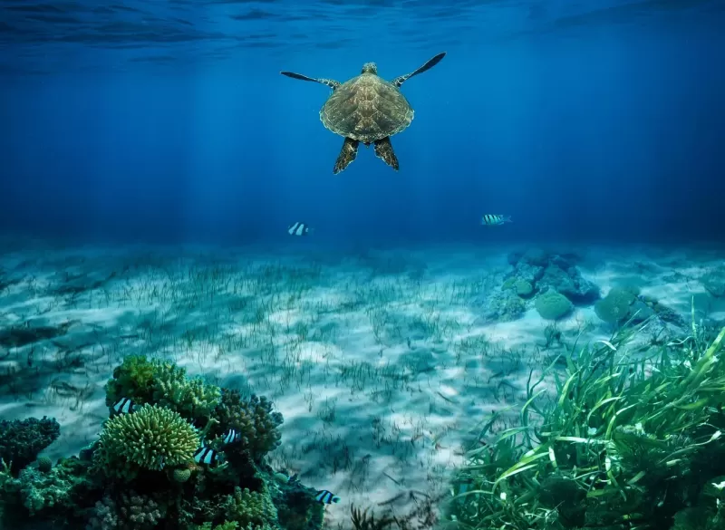 1-Day Marine Big 5 Edu-Safari gallery image