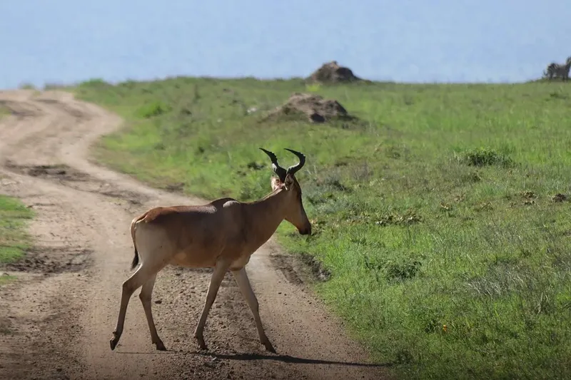 3-Day Serengeti and Ngorongoro Budget Safari | Unforgettable Big Five Tanzania Tour gallery image