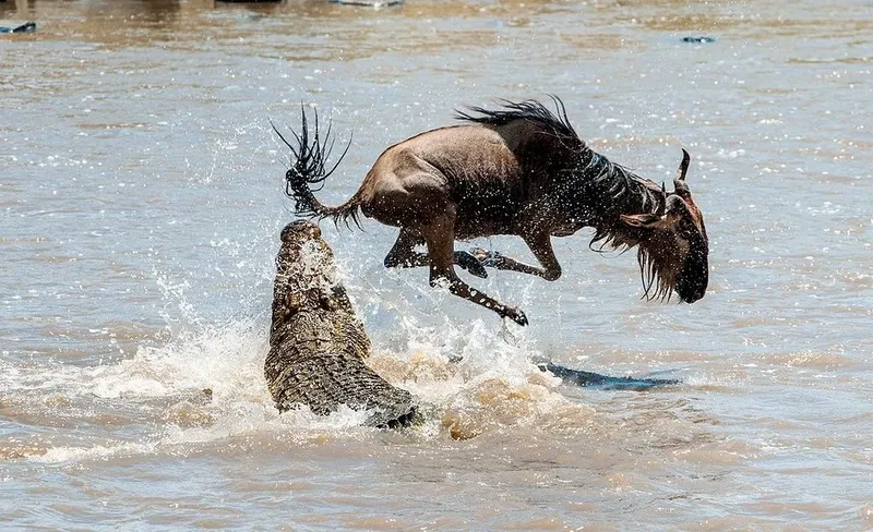3-Day Serengeti and Ngorongoro Budget Safari | Unforgettable Big Five Tanzania Tour
