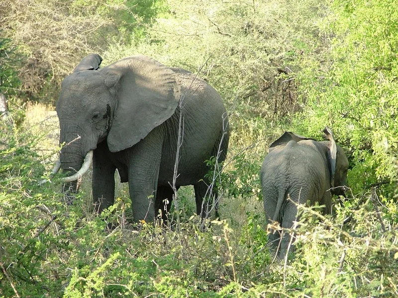 1-Day Wonderful Mikumi Expedition - Tanzania safari