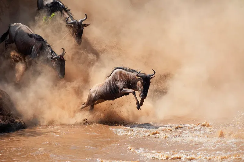 3-Day Unforgettable Northern Circuit Sharing Safari  -  Tarangire, Ngorongoro & Manyara