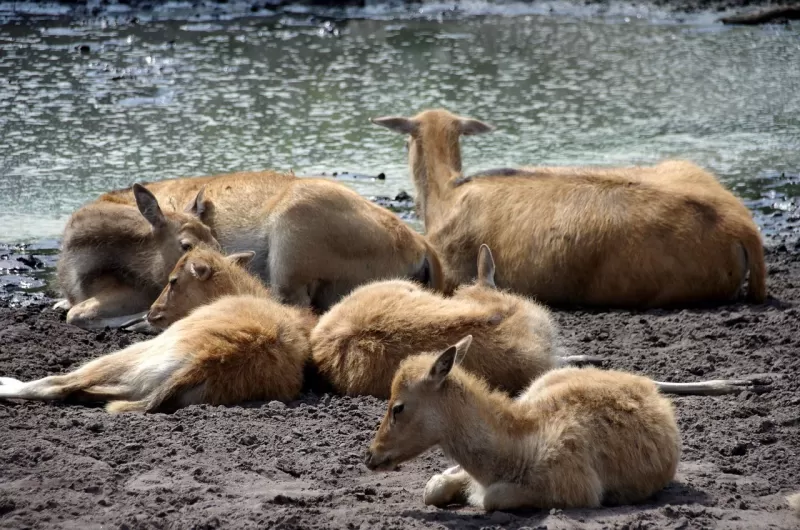 7-Day Victoria Falls and Chobe National Park Adventure gallery image