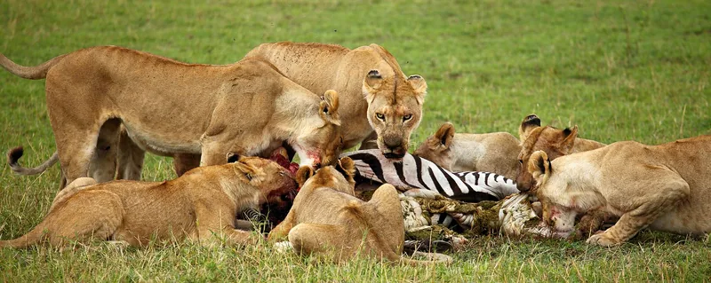 6-Day Amboseli to Nakuru to Maasai Mara Private Tour gallery image